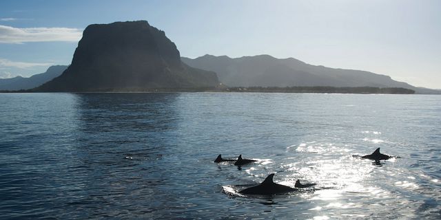 Catamaran west coast dolphins cruise mauritius (1)
